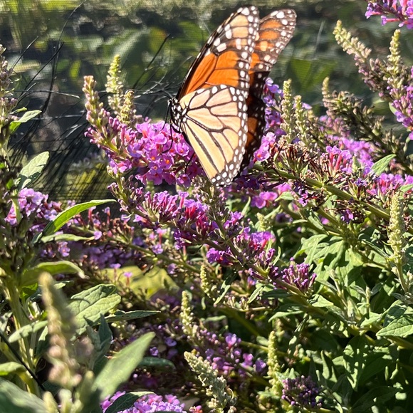 Hello and Closet Info :) - Picture 3 of 7